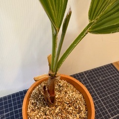 観葉植物　ヤシ🌴
の画像