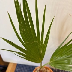 観葉植物　ヤシ🌴
の画像