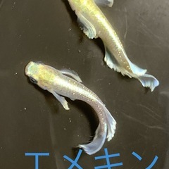１０匹５００円　残り１セット　エメキンメダカ　めだか　幼魚サイズの画像