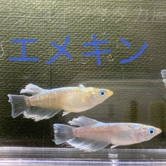 １０匹５００円　残り１セット　エメキンメダカ　めだか　幼魚サイズの画像
