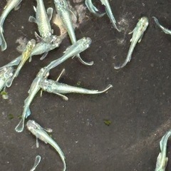 １０匹５００円　残り１セット　エメキンメダカ　めだか　幼魚サイズの画像