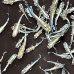 １０匹５００円　残り１セット　エメキンメダカ　めだか　幼魚サイズの画像