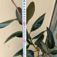 フィカスバーガンディ　ゴムの木全長約130cm 観葉植物の画像