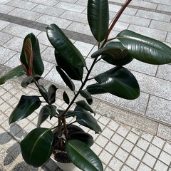 フィカスバーガンディ　ゴムの木全長約130cm 観葉植物の画像