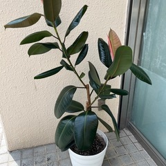 フィカスバーガンディ　ゴムの木全長約130cm 観葉植物の画像