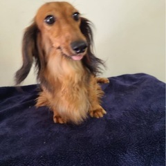 ミニチュアダックス6歳女の子