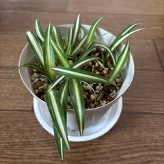 オリヅルラン子株　③
 の画像