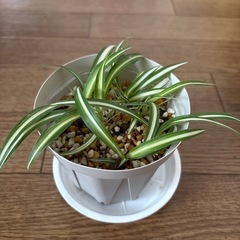 オリヅルラン子株　③
 の画像