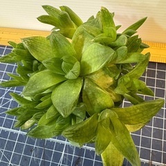 多肉　クリスタル　子株沢山の画像