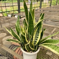 サンセベリア　虎の尾