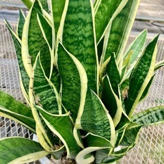 サンセベリア　虎の尾の画像