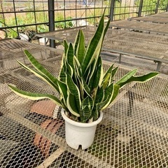 サンセベリア　虎の尾の画像