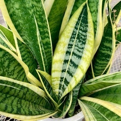 サンセベリア　虎の尾の画像