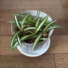 オリヅルラン子株　④の画像