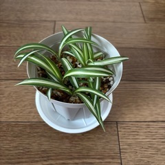 オリヅルラン子株　④の画像