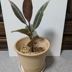 【取引中】ゴムの木・サンスベリアの画像