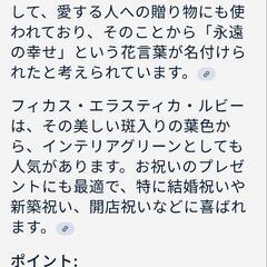 【取引中】ゴムの木・サンスベリアの画像
