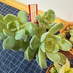 多肉　3点セットＡの画像