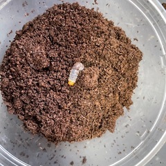 本土ヒラタ　福岡県産　幼虫11匹の画像