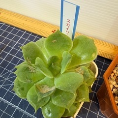 多肉 3点セットＢの画像