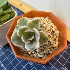 多肉 3点セットＢの画像