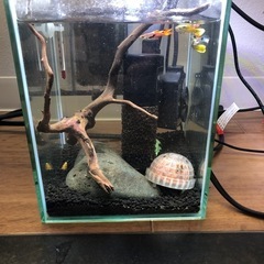 水槽セット※熱帯魚含まずの画像