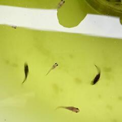 第5弾　メダカ稚魚　現物出品　+@の画像