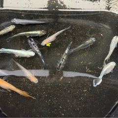 スーパーミックス種親めだか　13匹　の画像