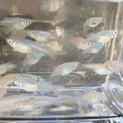 ミックスメダカ（半ダルマ・ショートボディ）　若魚２０匹　１０００円②の画像