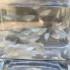 ミックスメダカ（半ダルマ・ショートボディ）　若魚２０匹　１０００円②の画像