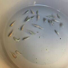 ミックスメダカ（半ダルマ・ショートボディ）　若魚２０匹　１０００円②の画像