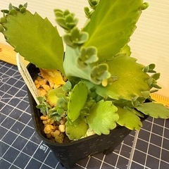 多肉　カランコエ　子宝弁天草の画像