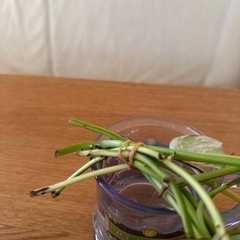 ポトスの画像