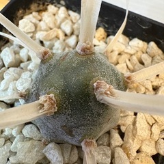 多肉　サボテンの画像