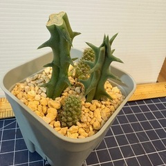 多肉　寄せ植えの画像
