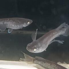 （決まりました😊）【メダカ】デビル 3P＋αの画像