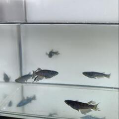 （決まりました😊）【メダカ】デビル 3P＋αの画像