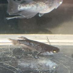 （決まりました😊）【メダカ】デビル 3P＋αの画像