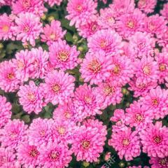 菊苗20本以上から好きな本数を無料で差し上げますの画像