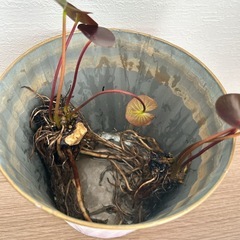 温帯性睡蓮
オールモストブラック Almost Black の画像