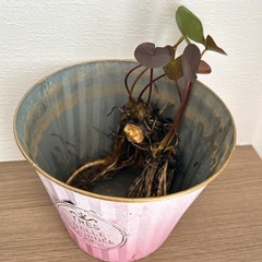 温帯性睡蓮
オールモストブラック Almost Black の画像