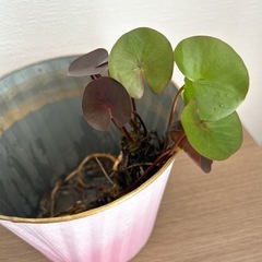 温帯性睡蓮
オールモストブラック Almost Black の画像