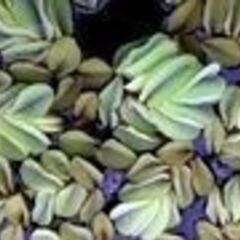 毎日数量限定販売！道の駅にのみやでメダカ販売。10時頃納品。メダカ販売店 亀田養魚 めだかの生産・卸・販売の画像