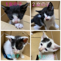子猫 里親募集  生後1ヶ月  残り4