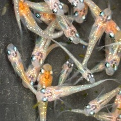 １０匹５００円〜　忘却の翼メダカ　めだか　幼魚→若魚サイズの画像