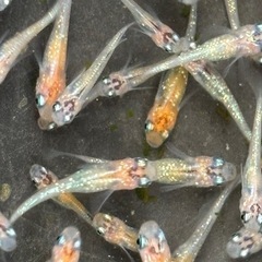 １０匹５００円〜　忘却の翼メダカ　めだか　幼魚→若魚サイズの画像