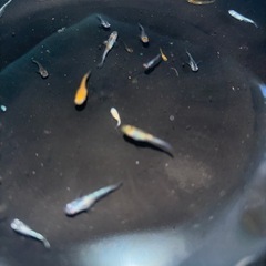 メダカ　20匹の画像