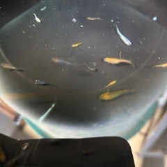 メダカ　20匹の画像