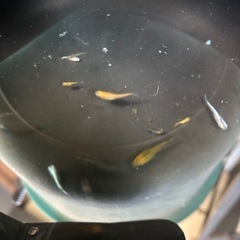 メダカ　20匹の画像
