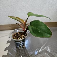 〖観葉植物〗フィロデンドロンピンクプリンセス③の画像